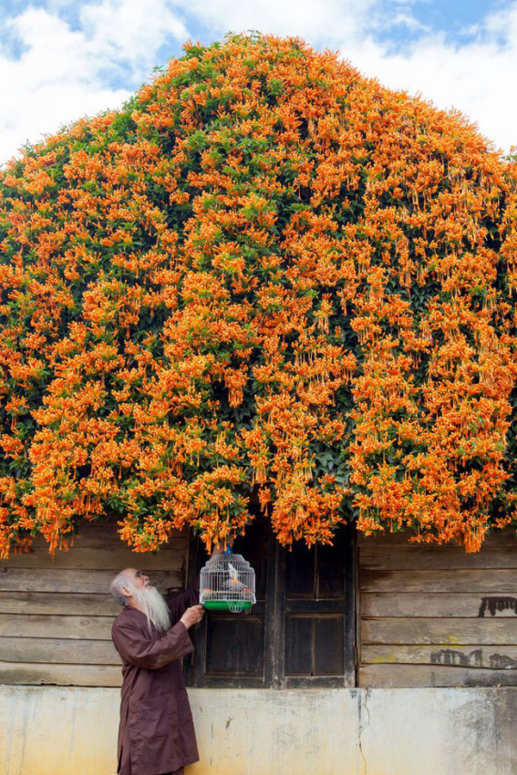 Check-in ngôi nhà phủ đầy hoa rực rỡ tại Lâm Đồng