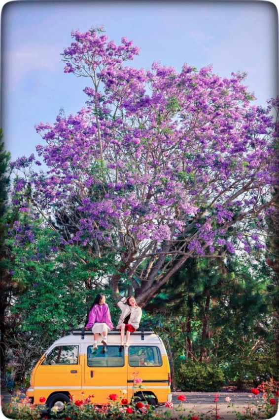 cẩm nang du lịch 9 mùa hoa đẹp nhất đà lạt| ta travel