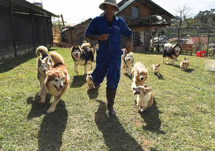 nông trại cún puppy farm đà lạt, thiêng đường của người yêu cún