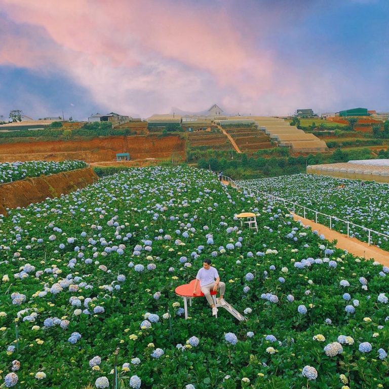 Những điều cần biết về cánh đồng hoa cẩm tú cầu Trại Mát