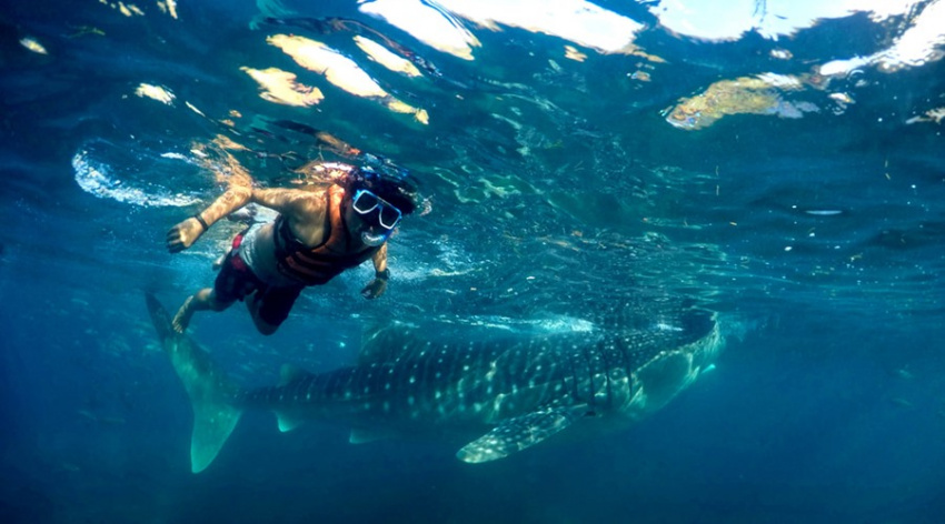 Trải nghiệm tour lặn biển ngắm cá mập tại Philippines
