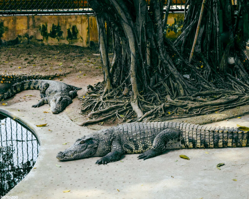 tham quan công viên thủ lệ – vườn bách thú của hà nội