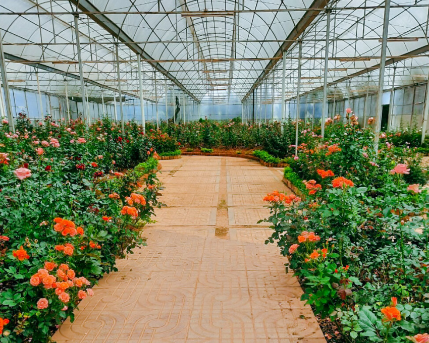 vườn hoa thành phố đà lạt – địa điểm check in không thể bỏ qua