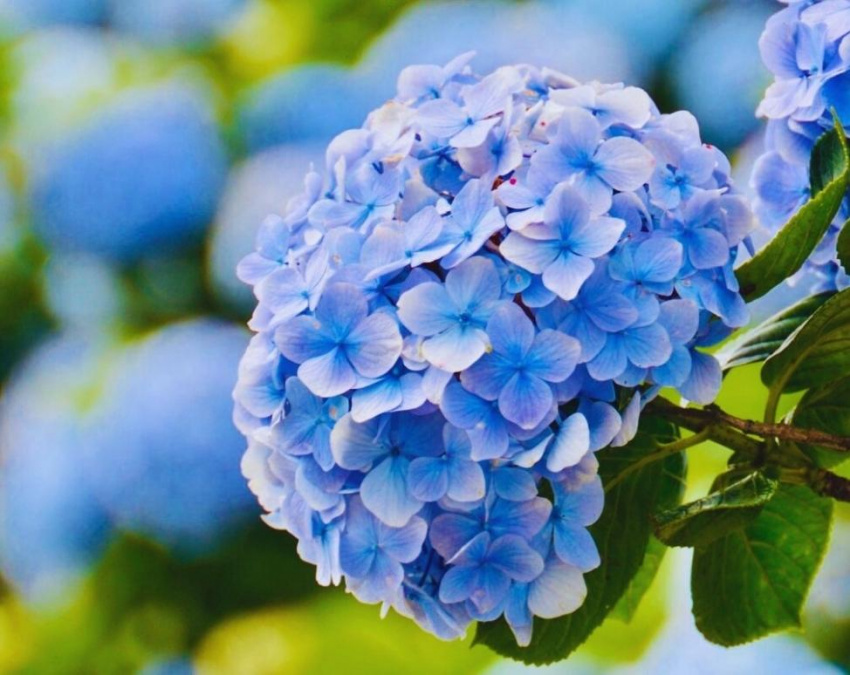 Vườn hoa cẩm tú cầu – Điểm nhất định phải check in khi đi Đà Lạt