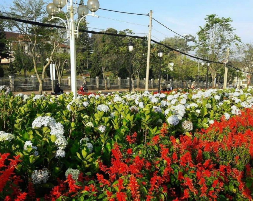 vườn hoa cẩm tú cầu – điểm nhất định phải check in khi đi đà lạt