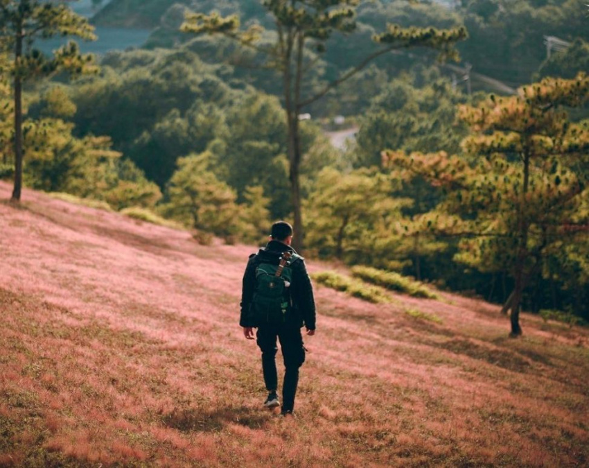 đồi cỏ hồng đà lạt: khám phá không gian thơ mộng đầy lãng mạn