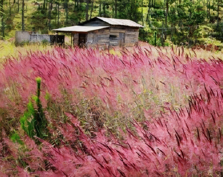 đồi cỏ hồng đà lạt: khám phá không gian thơ mộng đầy lãng mạn