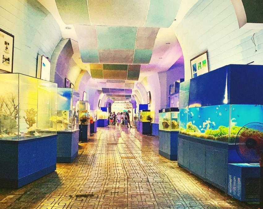 viện hải dương học nha trang – nơi lưu giữ hàng ngàn sinh vật biển