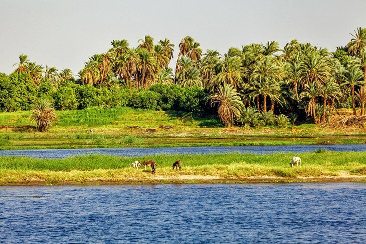 kinh nghiệm du lịch ai cập tự túc ( phần 2):theo dòng sông nile - từ aswan tới luxor