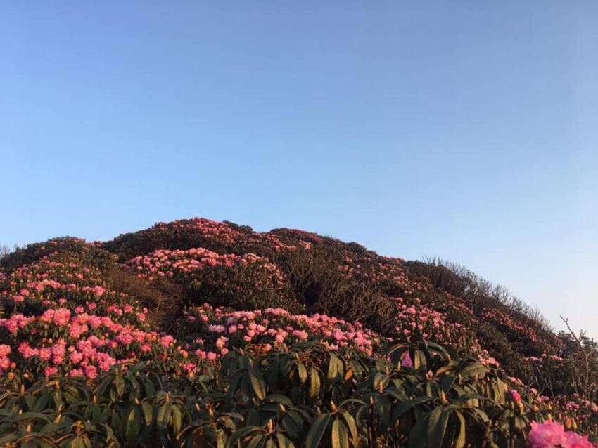 Kinh nghiệm leo núi Putaleng mùa hoa đỗ quyên đẹp như tiên cảnh