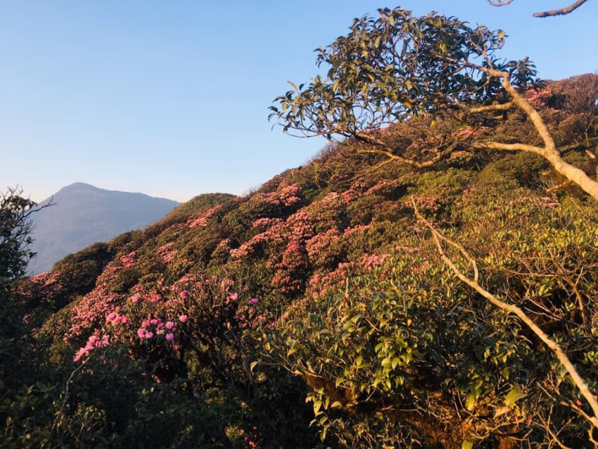 kinh nghiệm leo núi putaleng mùa hoa đỗ quyên đẹp như tiên cảnh
