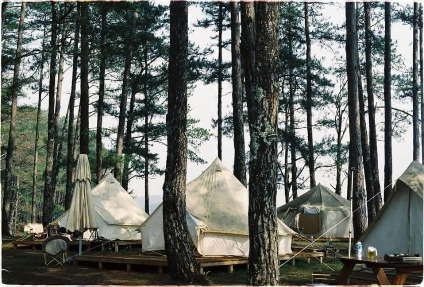 rừng thông đà lạt, campingviet.vn, camping việt, camping ở rừng thông đà lạt, camping, review về chuyến camping ở rừng thông đà lạt