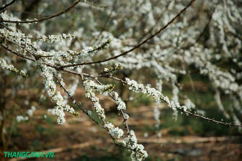 mùa hoa mận mộc châu trắng cả vùng