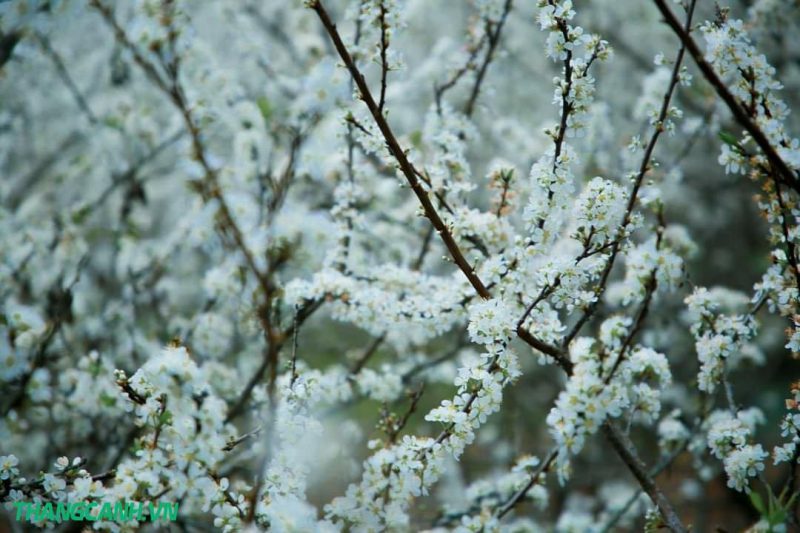 mùa hoa mận mộc châu trắng cả vùng