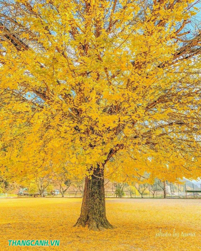 nhật bản, cây rẻ quạt 500 năm tuổi vàng rực vào mùa thu