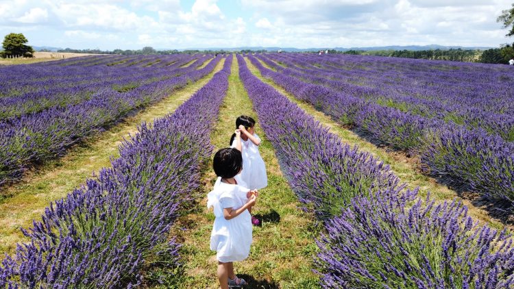 newzealand, vườn hoa lavender, vườn hoa lavender ngay gần thành phố auckland – new zealand