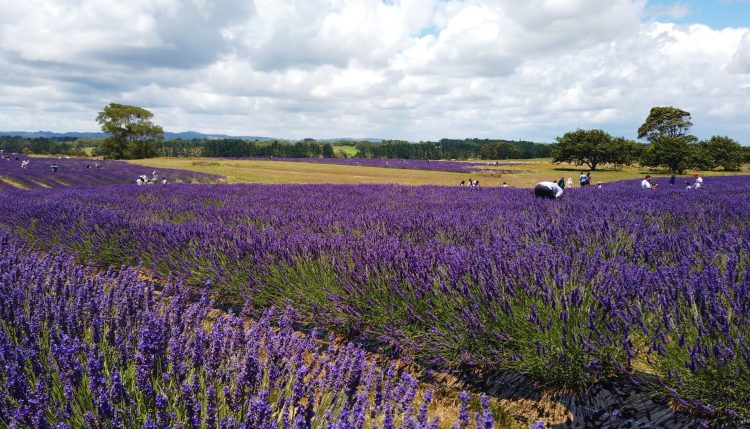 newzealand, vườn hoa lavender, vườn hoa lavender ngay gần thành phố auckland – new zealand