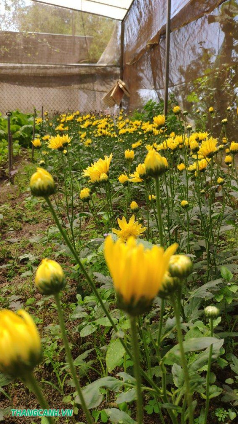 đắk lắk, vườn hoa thảo bình, phát hiện vườn hoa sống ảo siêu đẹp ngay tại đaklak