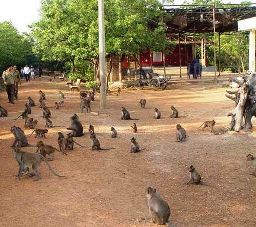 lá phổi xanh của thành phố hồ chí minh - cần giờ, la phoi xanh cua thanh pho ho chi minh can gio, lá phổi xanh của thành phố hồ chí minh - cần giờ