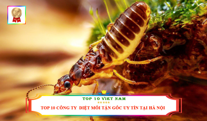 Top 10 Công Ty Dịch Vụ Diệt Mối Tận Gốc Tại Nhà Uy Tín Tại Hà Nội