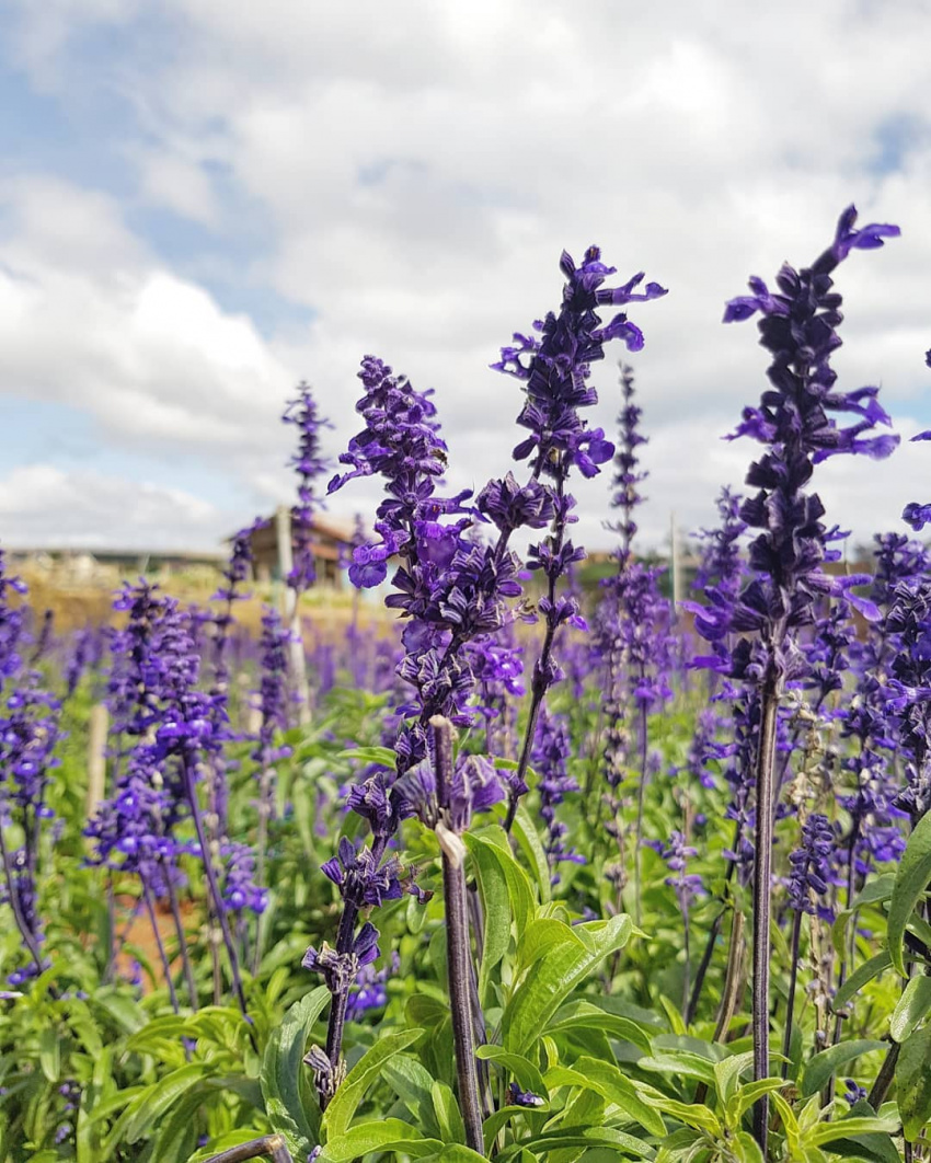 giải mã sức hút của vườn hoa lavender đà lạt