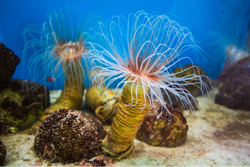 tham quan viện hải dương học nha trang: nơi lưu giữ hàng nghìn sinh vật biển