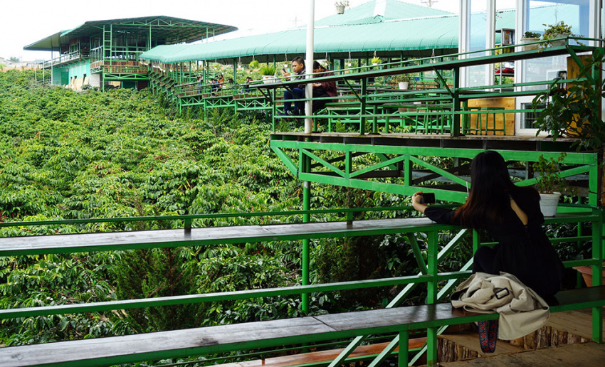 Mê Linh Coffee Garden: thưởng thức coffee chồn, ngắm view đẹp mê hồn