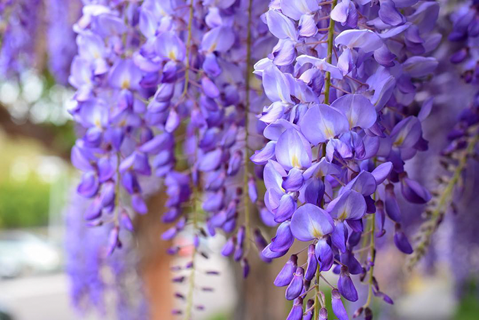 Vi sao nên đi du lịch Nhật Bản mùa hoa tử đằng ít nhất một lần trong đời?