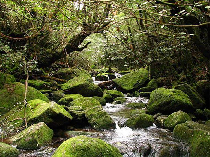 , du lịch kagoshima nhật bản - những địa điểm phải ghé thăm ở vùng đất yên bình