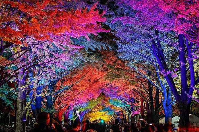 Du lịch Nhật Bản mùa thu - 46 địa điểm ngắm lá đỏ lá vàng đẹp nhất nước Nhật