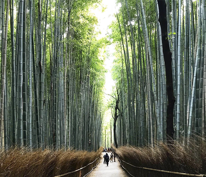 , top 7 điểm du lịch ở kyoto nhất định phải ghé thăm khi đến mảnh đất cố đô xinh đẹp