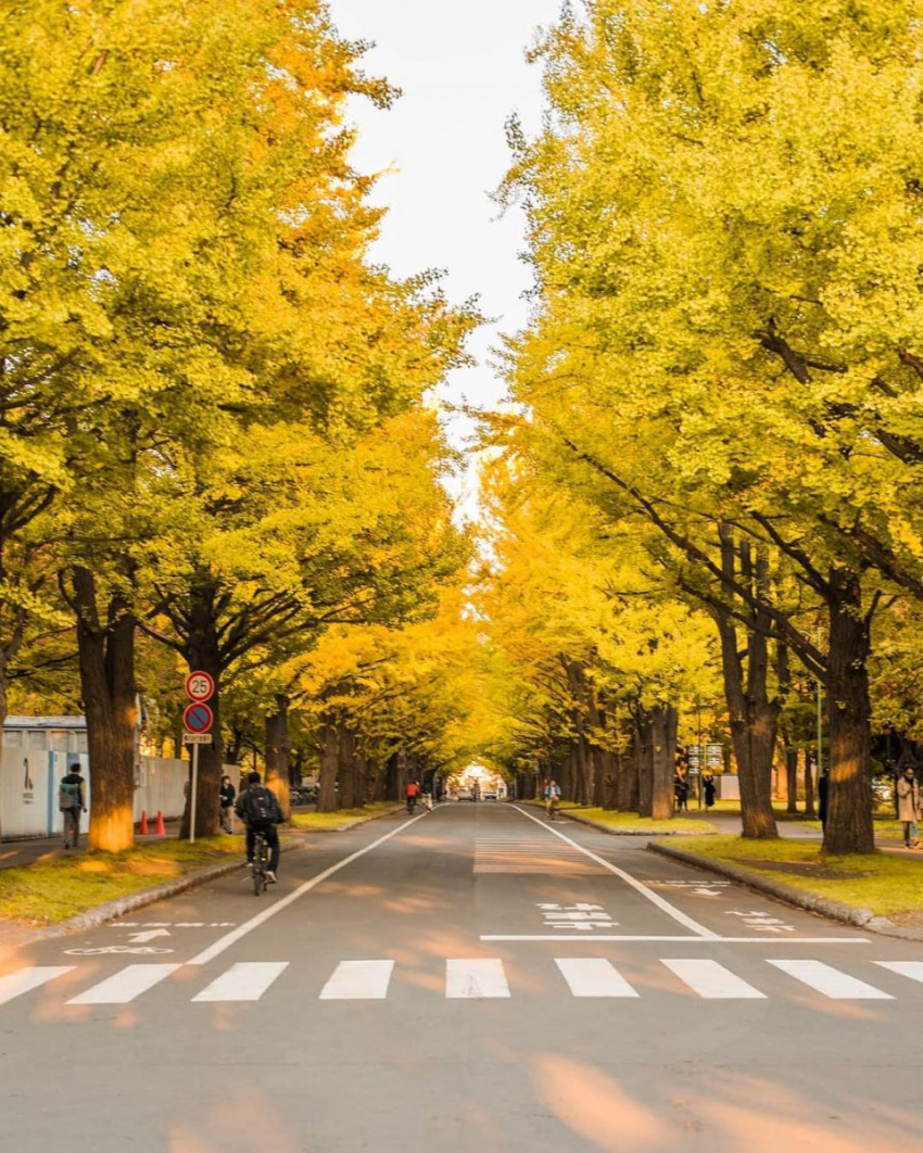 Chia sẻ kinh nghiệm đi Hokkaido Nhật Bản mùa thu ngắm lá vàng lá đỏ