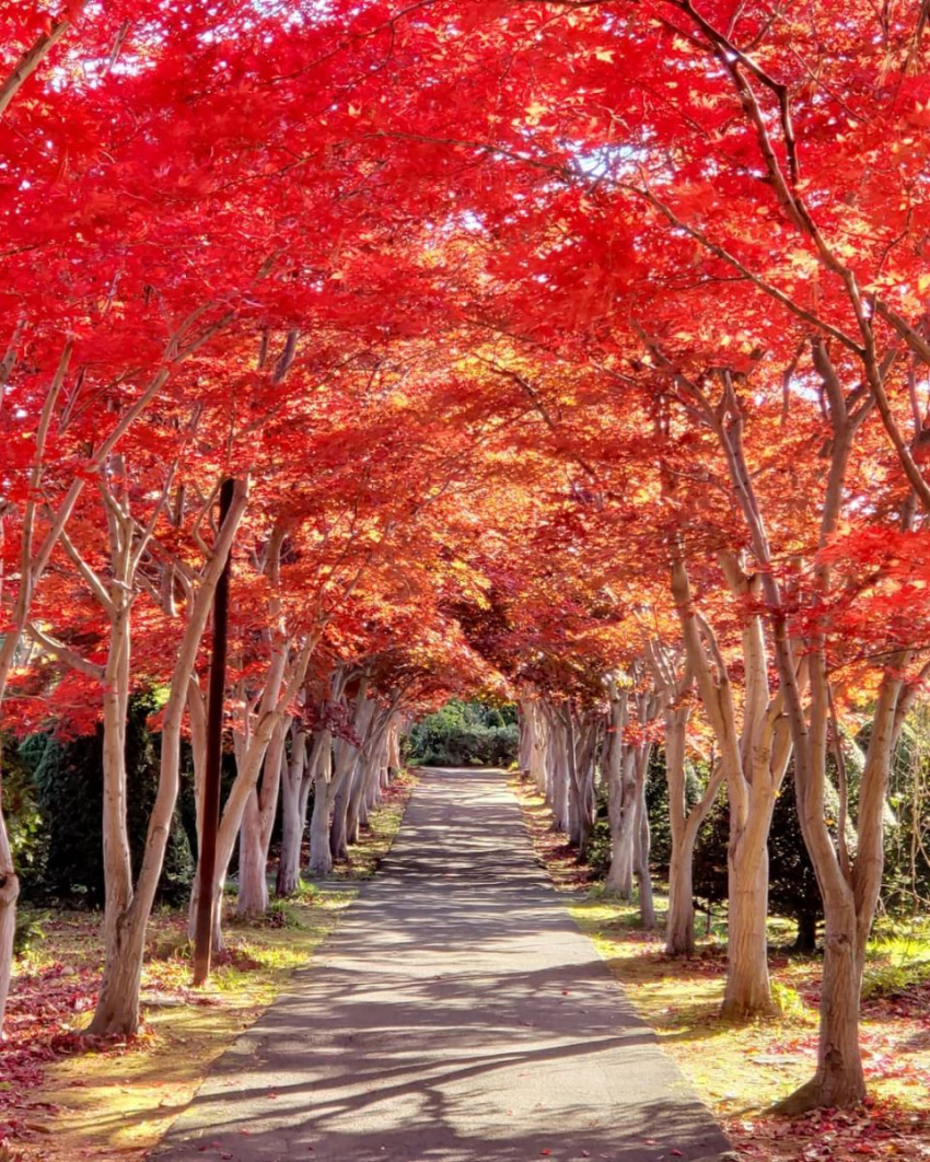 , chia sẻ kinh nghiệm đi hokkaido nhật bản mùa thu ngắm lá vàng lá đỏ