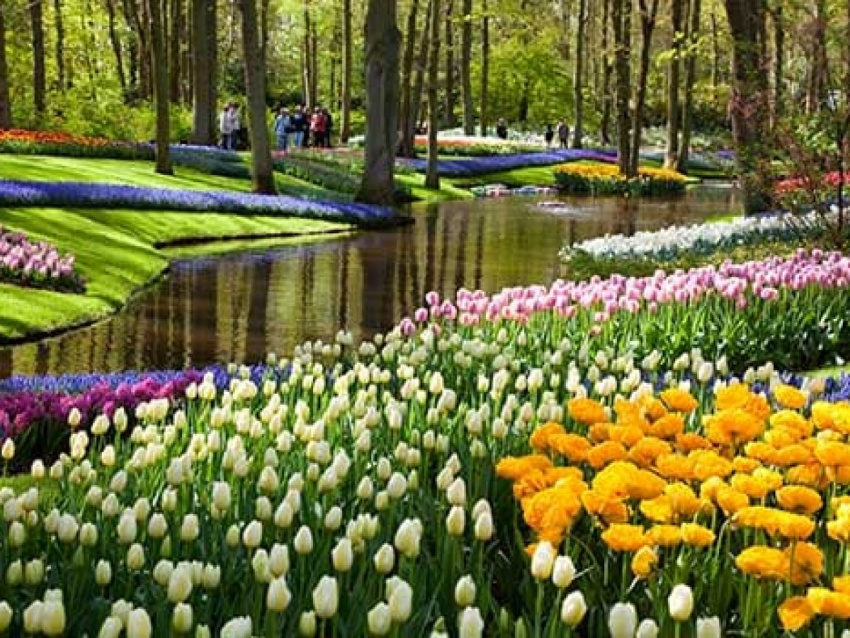 , du lịch amsterdam - thủ đô của xứ hoa tuylip