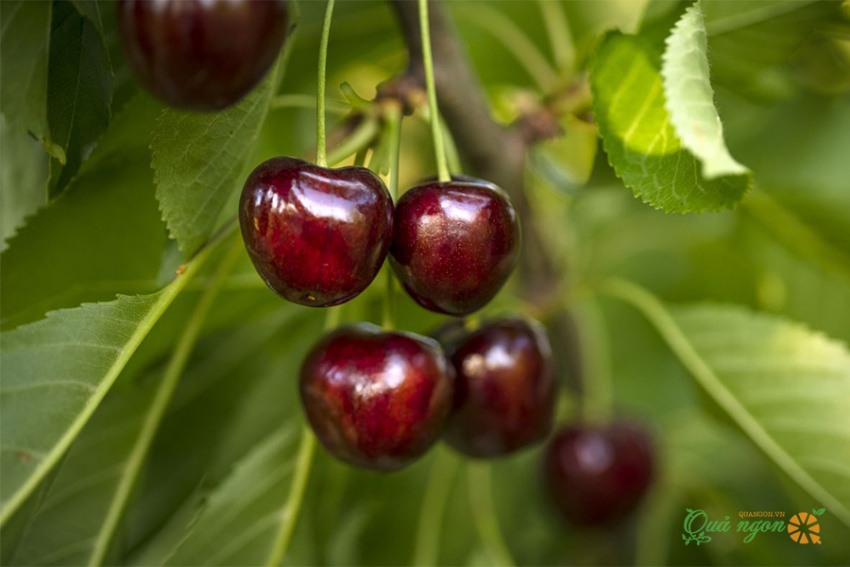 ăn cherry khi mang thai, giải đáp các vấn đề khi ăn cherry trong quá trình mang thai