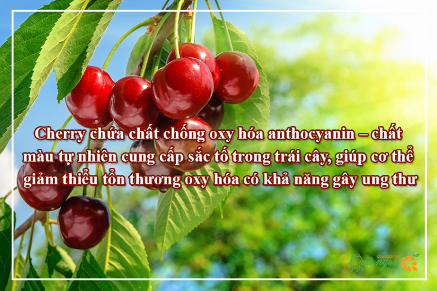 lợi ích sức khỏe của cherry, 9 lợi ích sức khỏe ấn tượng của quả cherry