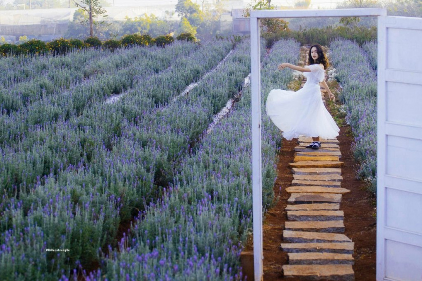 địa điểm tham quan, vườn “lavender túi thương nhớ” được cộng đồng mạng liên tục giọi tên