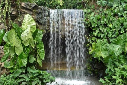 vườn thực vật singapore – công viên đẹp nhất châu á
