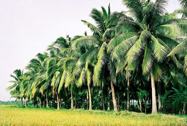 bình định, tam quan, bình định, những địa điểm vi vu siêu đẹp không phải ai cũng biết tại tam quan bình định