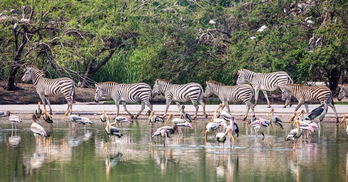 Kinh Nghiệm Du Lịch Safari World Bangkok Cập Nhật Mới, Bangkok, THÁI LAN