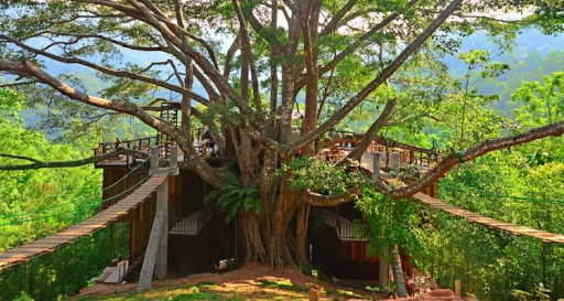 Ngôi nhà trên cây ở Chiang Mai mà bạn nên đến check in