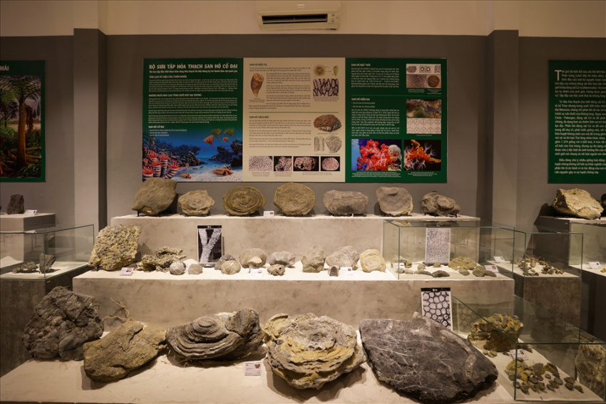 triển lãm hóa thạch đầu tiên và duy nhất ở huế