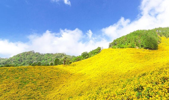 Du lịch Gia Lai – ngắm mùa hoa dã quỳ trên đỉnh Chư Đăng Ya