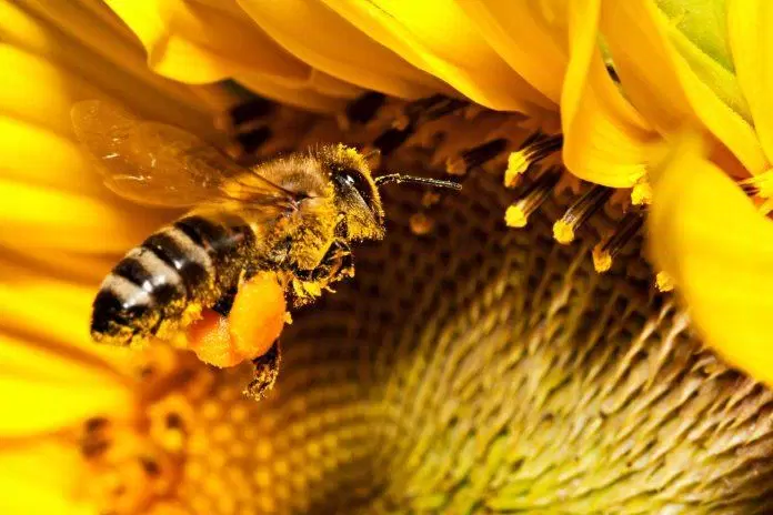 Phấn hoa ong: Thực phẩm bổ dưỡng từ thiên nhiên, lợi ích tuyệt vời cho sức khỏe
