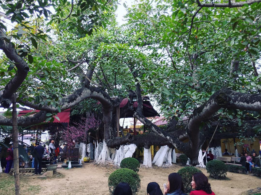 Cây đa 13 gốc: Cây cổ thụ lớn nhất Việt Nam và câu chuyện tâm linh -  ALONGWALKER