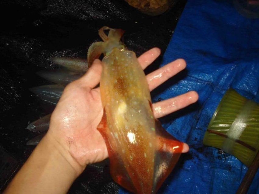 Trải nghiệm câu mực, cá đêm ở Phú Quốc có gì thú vị?