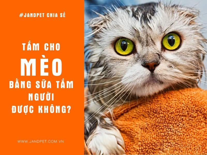 top 10  dịch vụ tắm chó mèo uy tín nhất ở hà nội