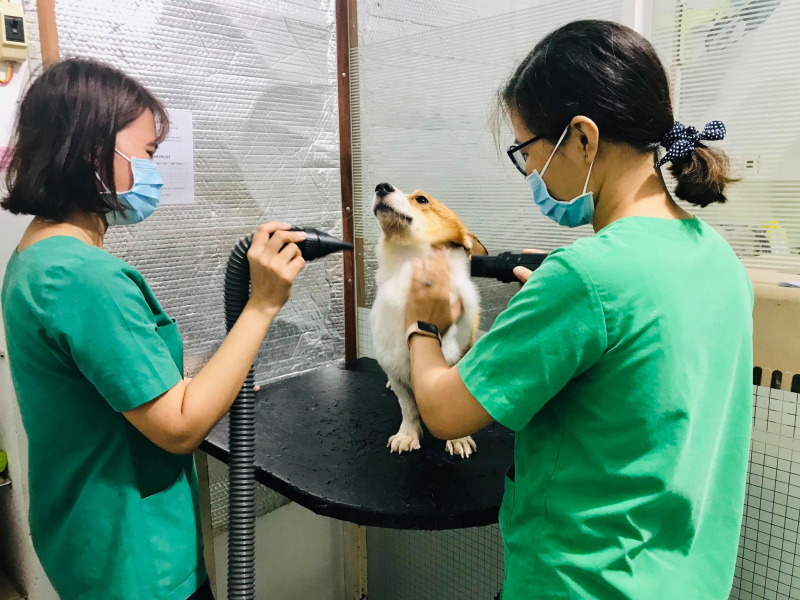 top 10  dịch vụ chăm sóc thú cưng uy tín nhất tại tphcm