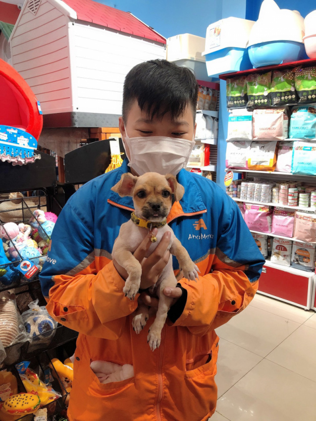 top 10  dịch vụ chăm sóc thú cưng uy tín nhất tại đà nẵng