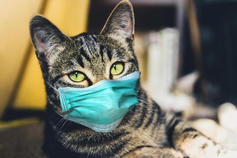 top 10  dịch vụ chăm sóc thú cưng uy tín nhất tại đà nẵng